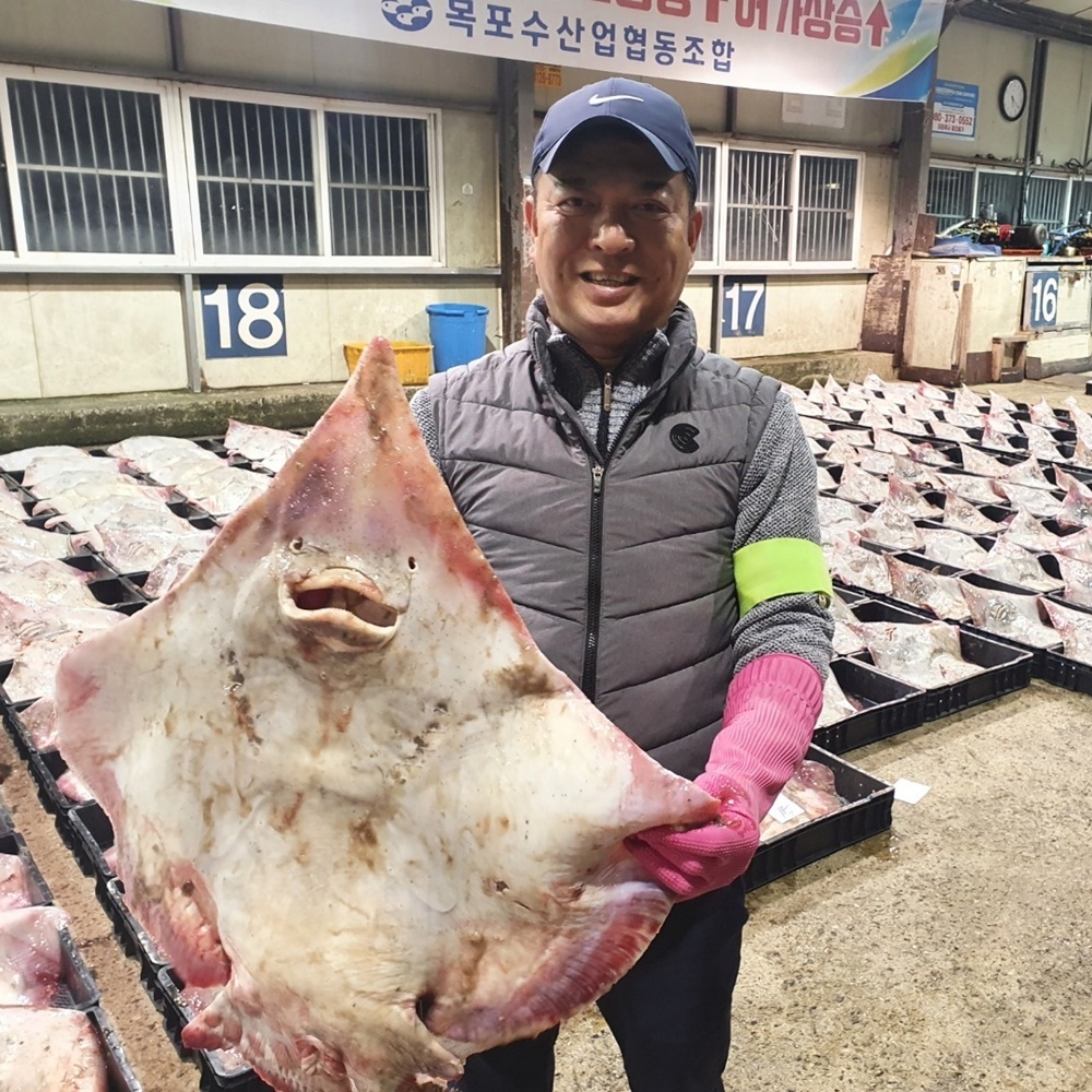 안삭힌홍어 전라도 흑산 삭힌 애 목포 회 국산 홍어 : 다온food
