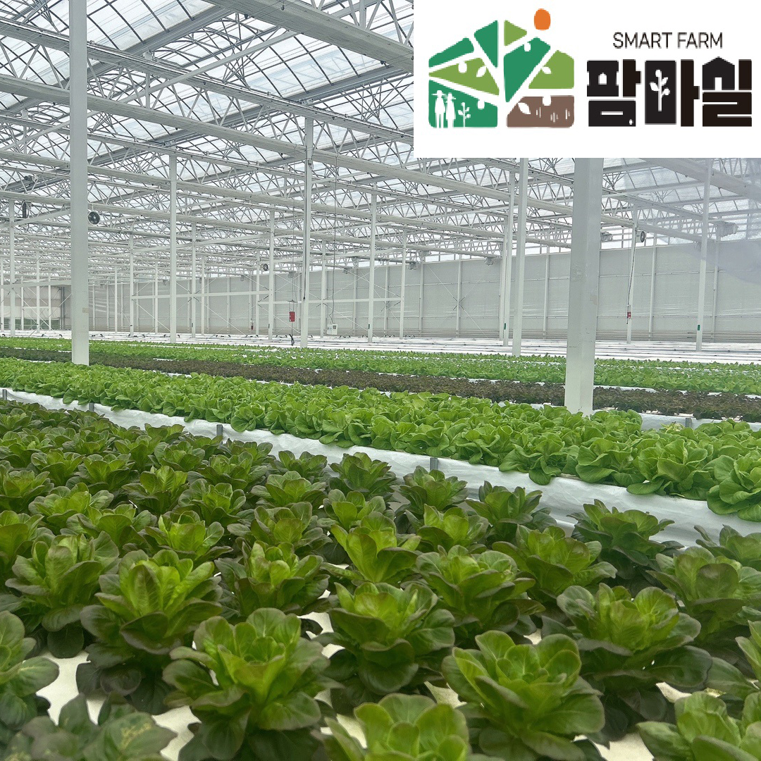 [팜마실]유러피안 샐러드 상추 3~4종 1kg : 지평선몰