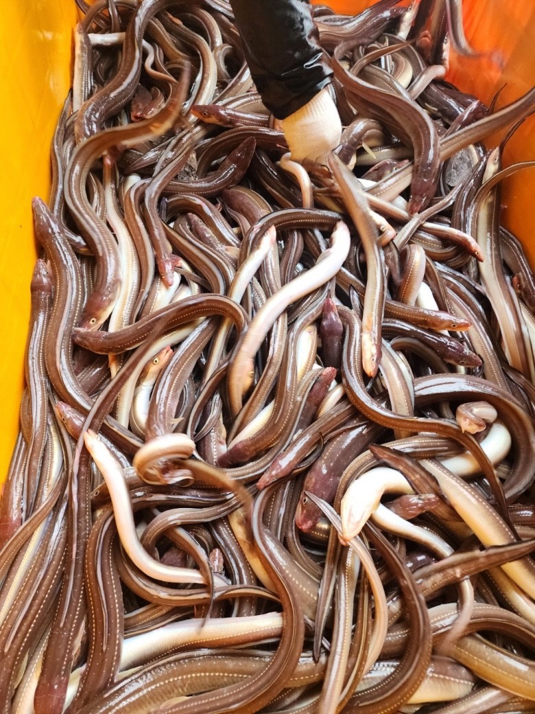통영 자연산 바다장어 1kg 손질후 700g 국내산붕장어 : 연희수산