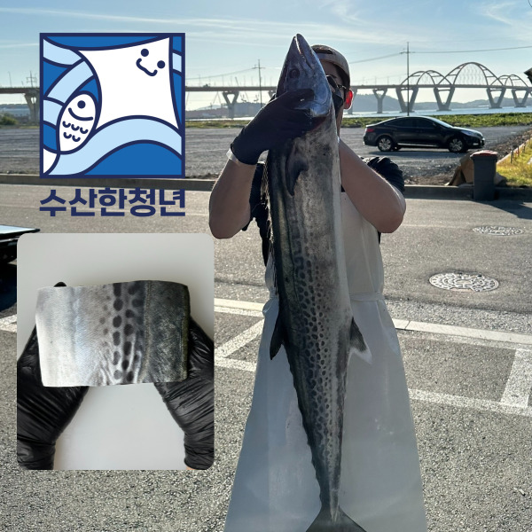 추자도 대삼치구이 1kg 삼치회 구이 필렛 나로도 : 수산한 청년