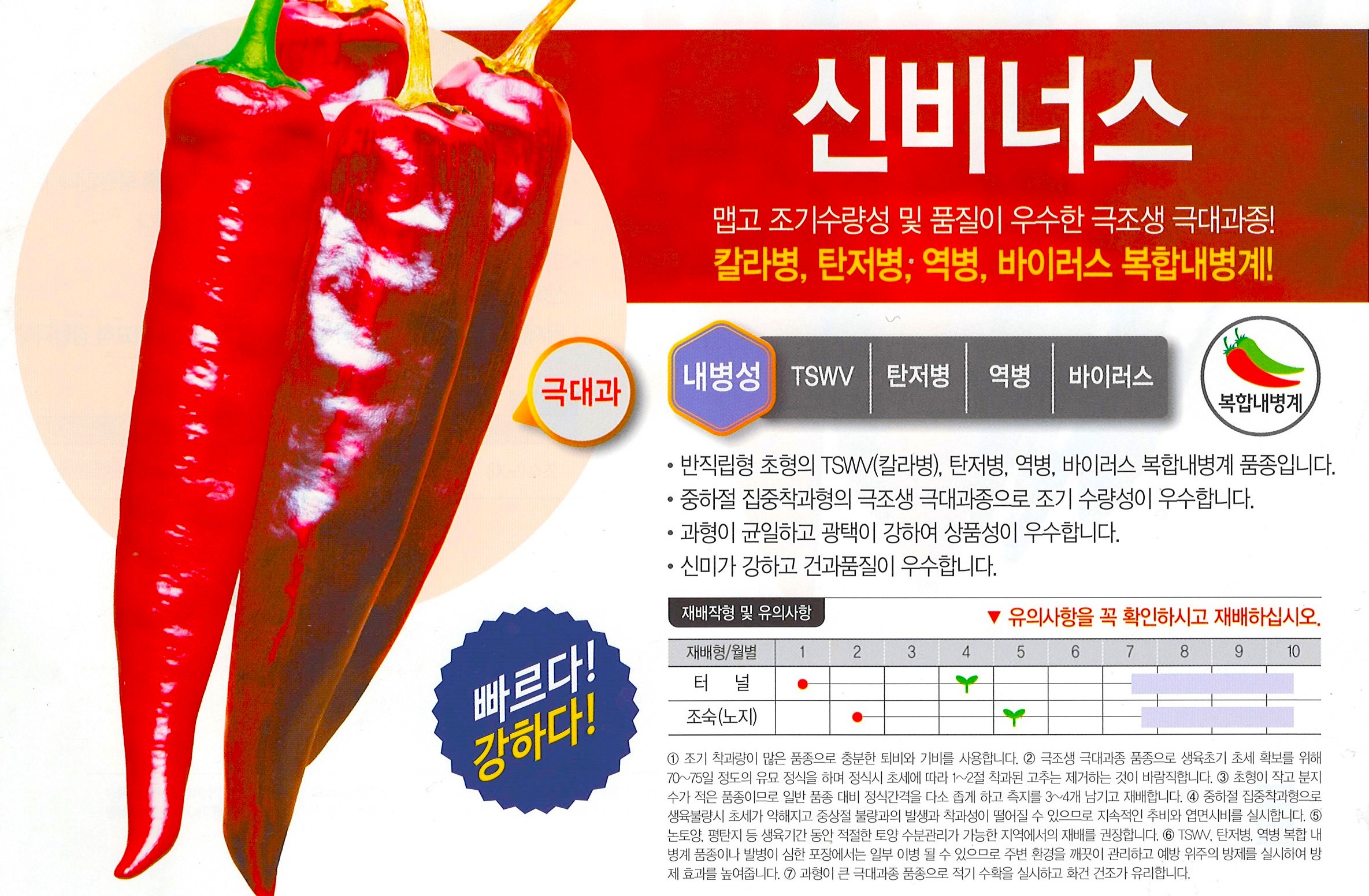 신비너스 고추 1,200립 극조생종 극대과종 건과품질 및 상품성 우수 칼라병 탄저병 역병 바이러스 복합내병계 터널재배 가능한 매운맛 고추 씨앗... 