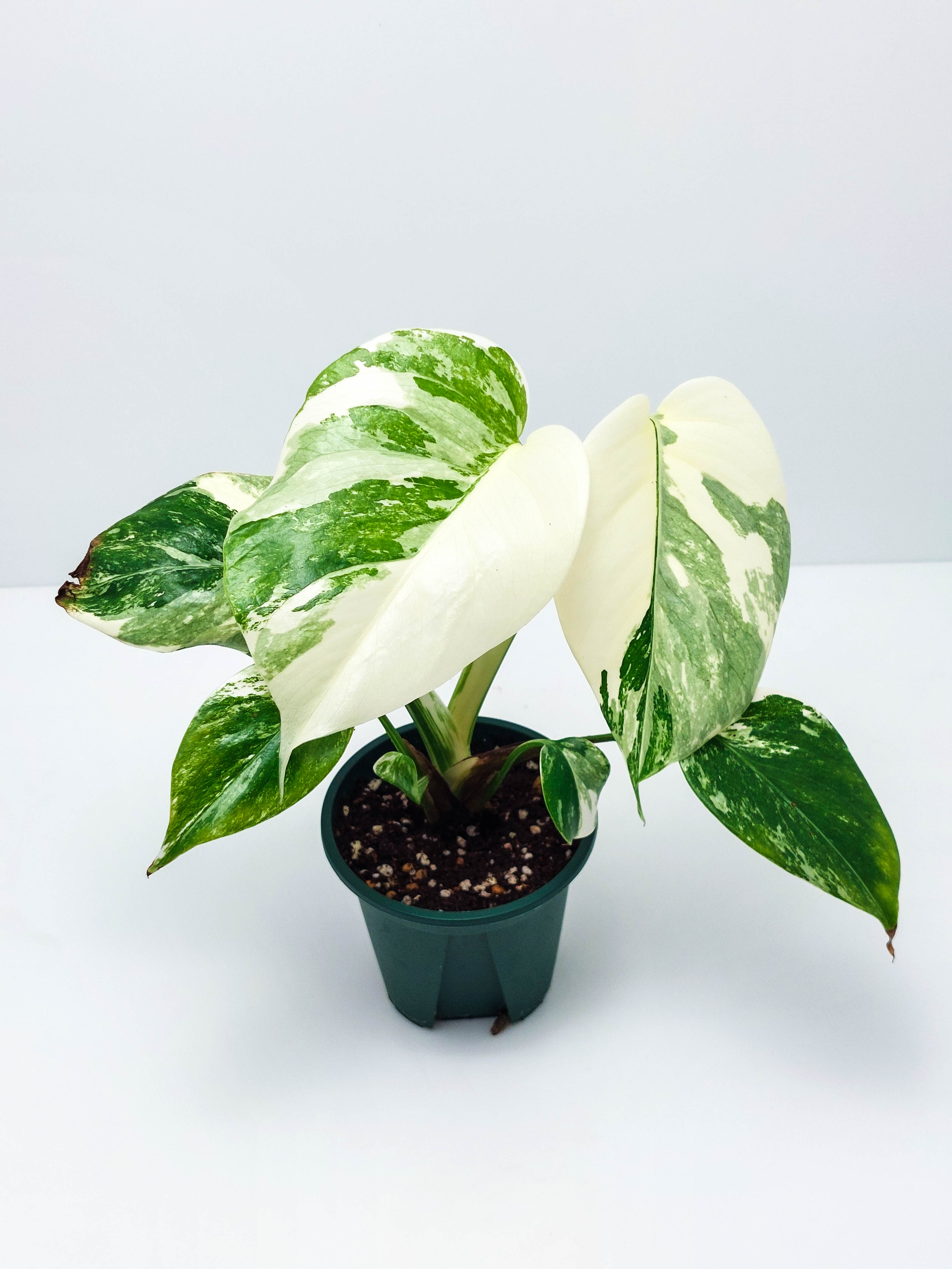 Monstera Borsigiana Albo Variegata 몬스테라 보르시지아나 알보 바리에가타 : 더잘크네