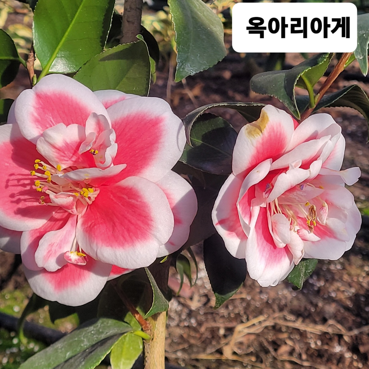 옥아리아게 동백 랜덤1개 발송 ㅡ 꽃사진참고 : 한솔야생화