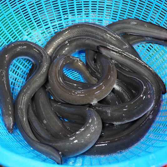 [도도한장어탕] 수제 장어탕 밀키트 600g (국내산 민물장어 무청 고사리 토란대) : 도도한장어탕