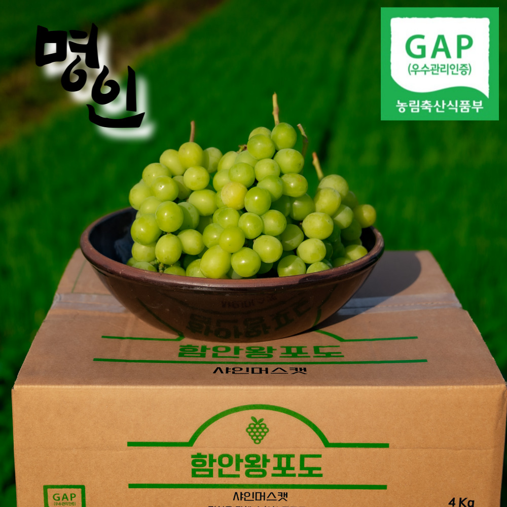 샤인머스켓 4kg 고당도 18brix 샤인머스켓 망고 씨없는 포도 : 트리플베리삼남매딸기농장