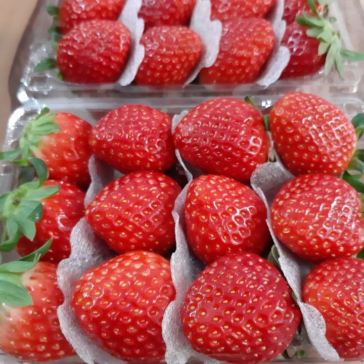 (과일천국) 설향딸기 달콤한 생 딸기500g-2개(1kg) : 과일판매