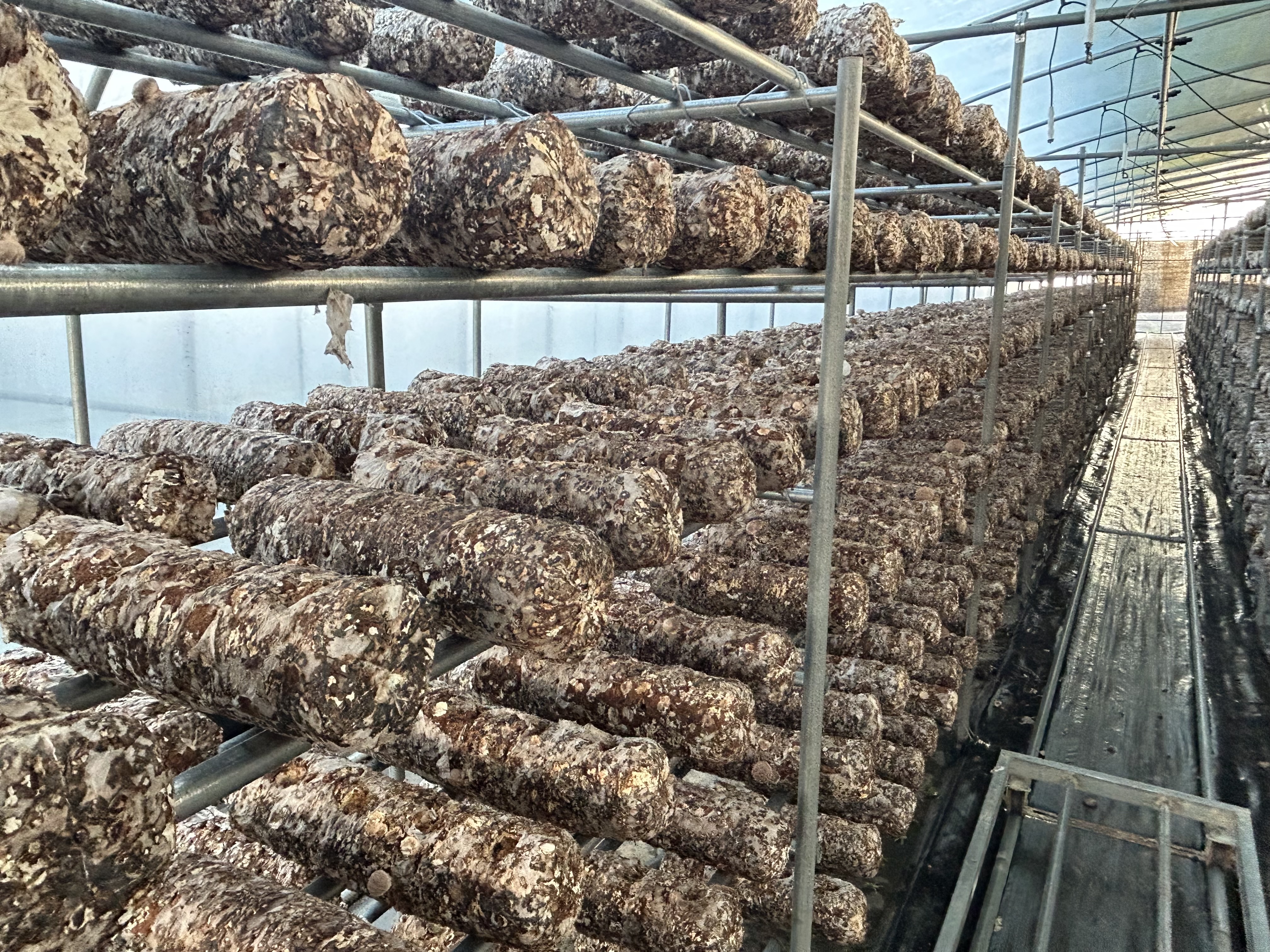 [표가네] 무농약 국산 생표고버섯 화고 1kg 500g 당일생산 산지직송 : 표가네 버섯농원