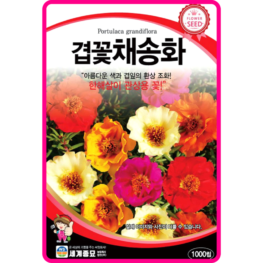 겹채송화 씨앗 1000립 / 겹꽃 채송화 종자 꽃씨 꽃밭 화단만들기 조경가꾸기 : 아진종묘 꽃씨몰