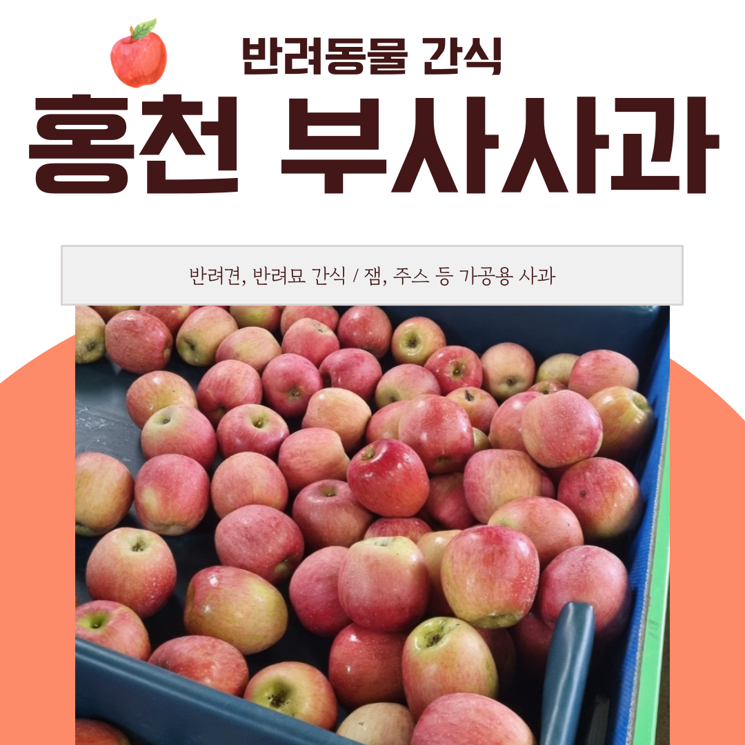 반려동물 간식 가공용 홍천 사과 10kg 못난이 흠집 쥬스 사과잼 저당도 강아지 고양이 간식 너브내참사과농장 : 사과의맘