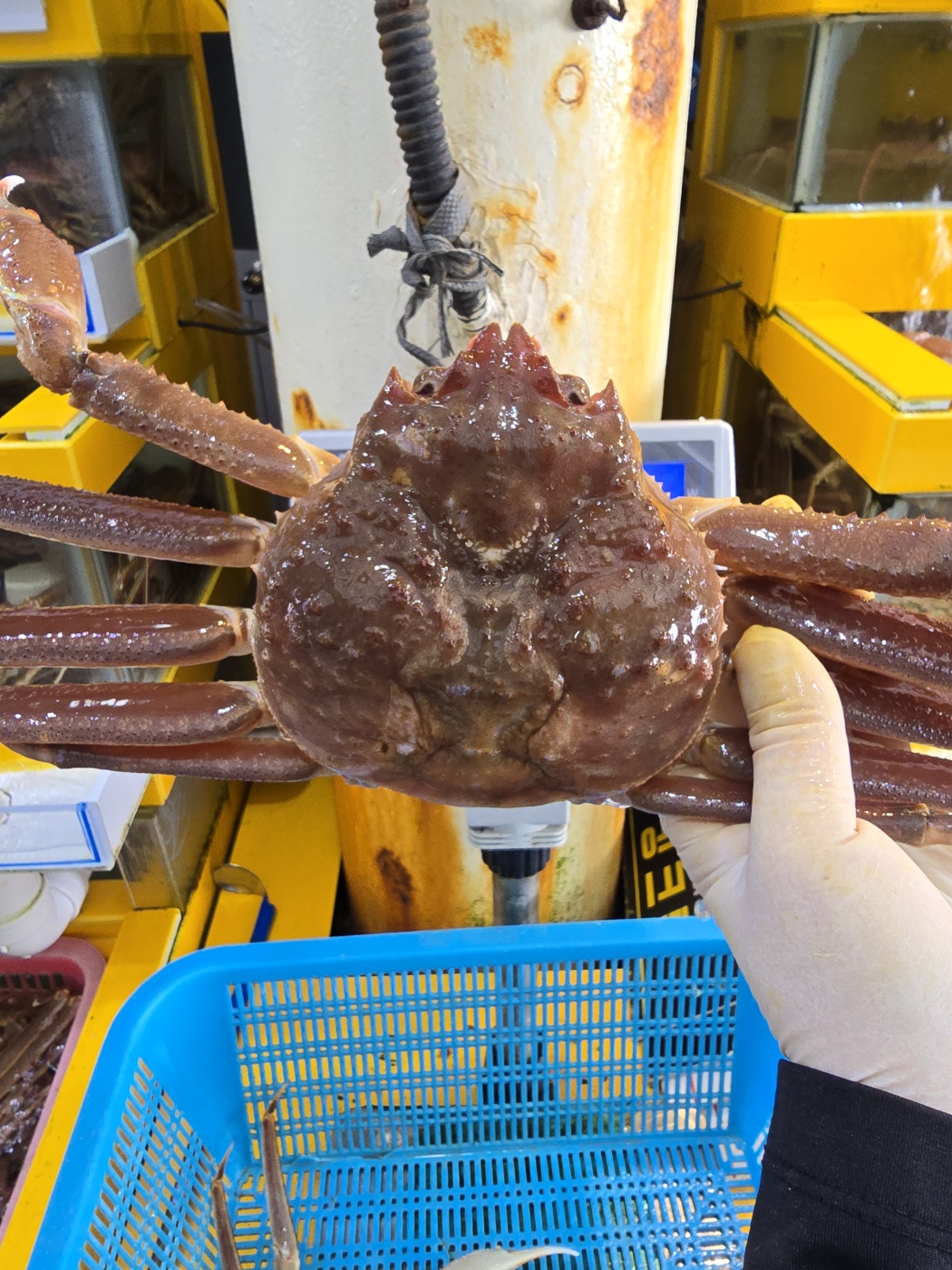 러시아 자숙 박달대게 1kg : 게들의 왕국 성일수산