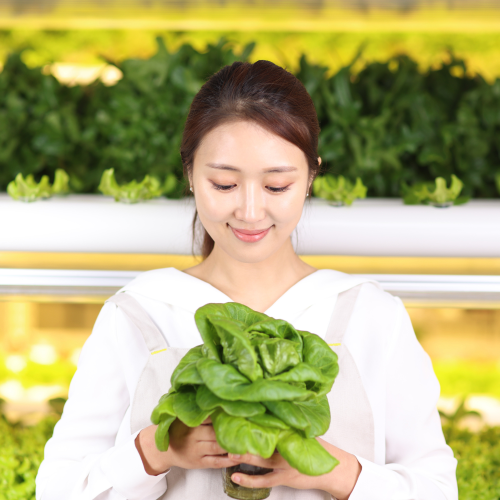 [기간행사] (리브팜) 당일수확 유러피안 샐러드 채소 유럽 야채 800g, 1개 : 퓨처커넥트 주식회사