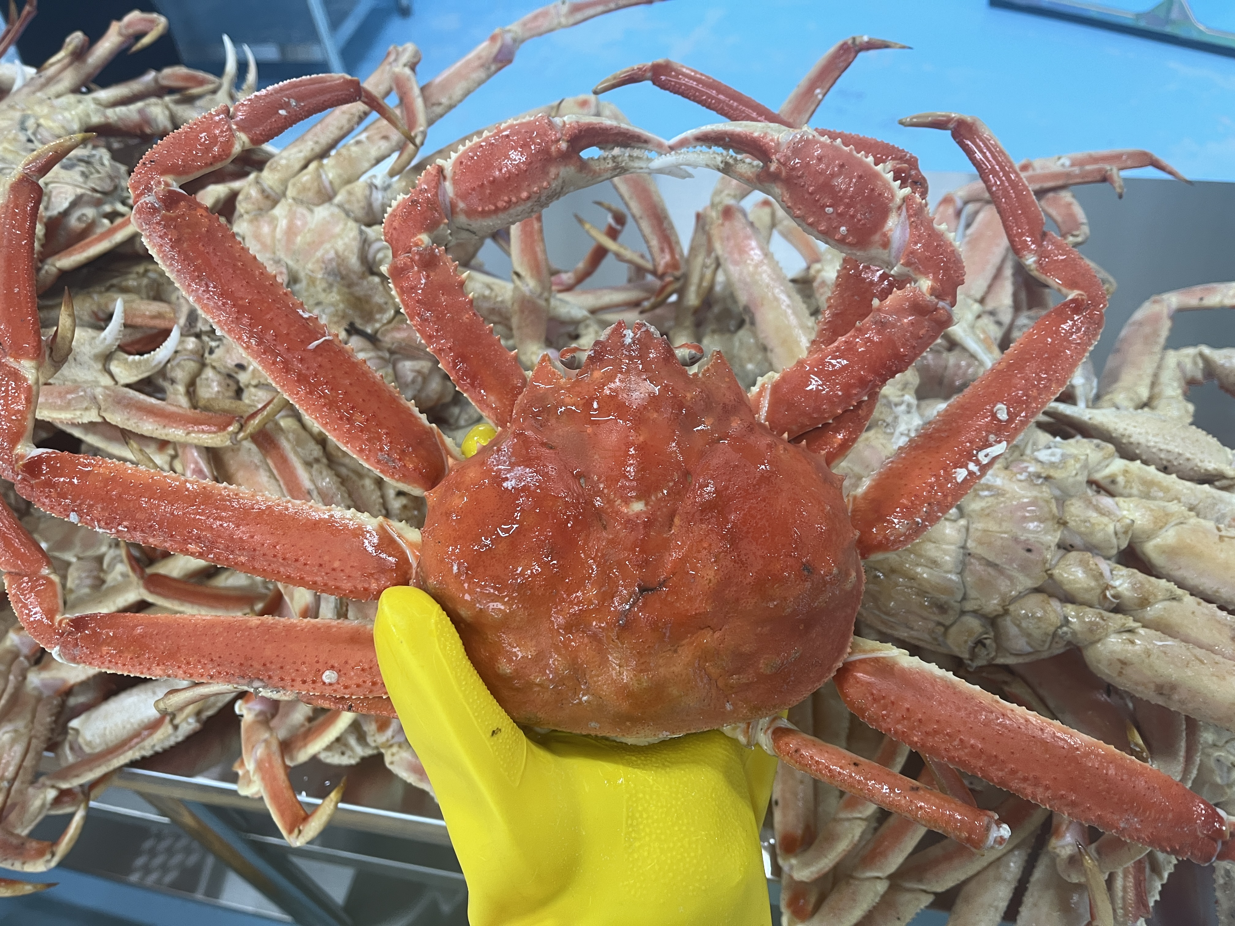 러시아 박달 자숙 대게 3KG : 정과함께