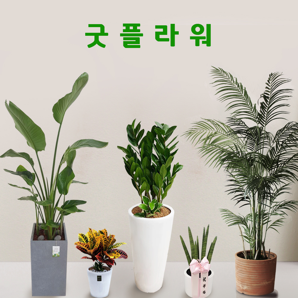 개업화분 꽃배달 축하 생일 승진 동양란 동양난 서양란 꽃다발 꽃바구니 선물 : 굿플라워