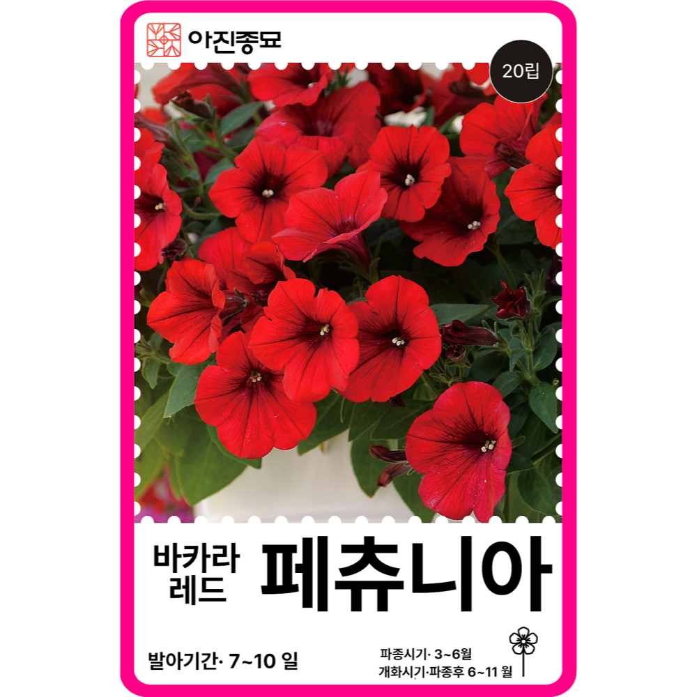 페츄니아 씨앗 페튜니아 바카라 레드 / 20립 꽃씨 몰 F1교배종 종자 야생화 봄 가을 : 아진종묘 꽃씨몰