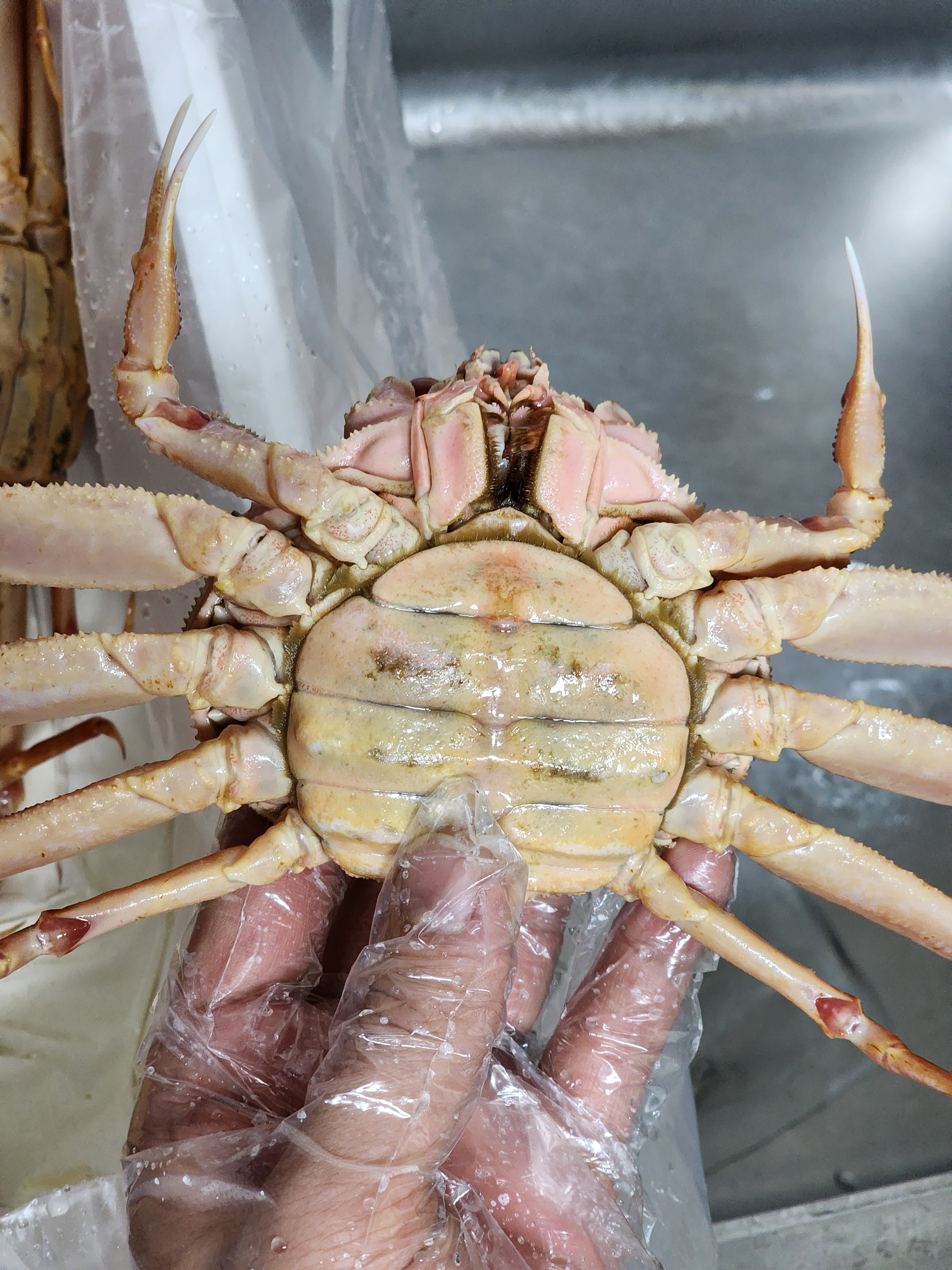 정식수입 활 암컷대게 알배기 짜박게 1kg 북해도 빵게 일본산 암대게 : 금송수산