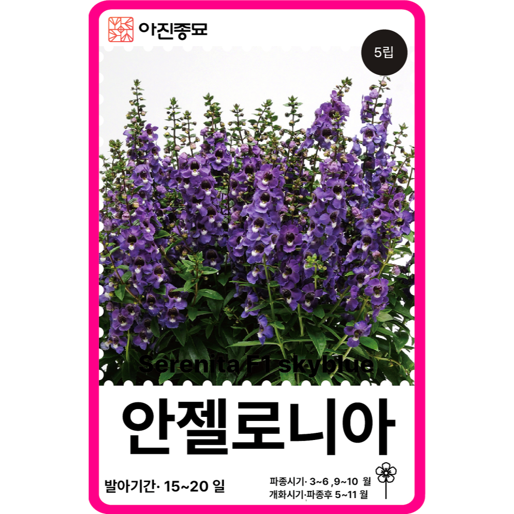 안젤로니아 씨앗 세레니타 블루 / 5립 F1교배종 꽃씨 몰 다년생 야생화 봄꽃 종자 : 아진종묘 꽃씨몰