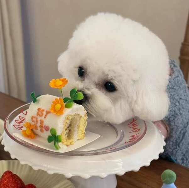 강아지 한입케이크 생일케이크 롤케이크 : 간식주까 Yes