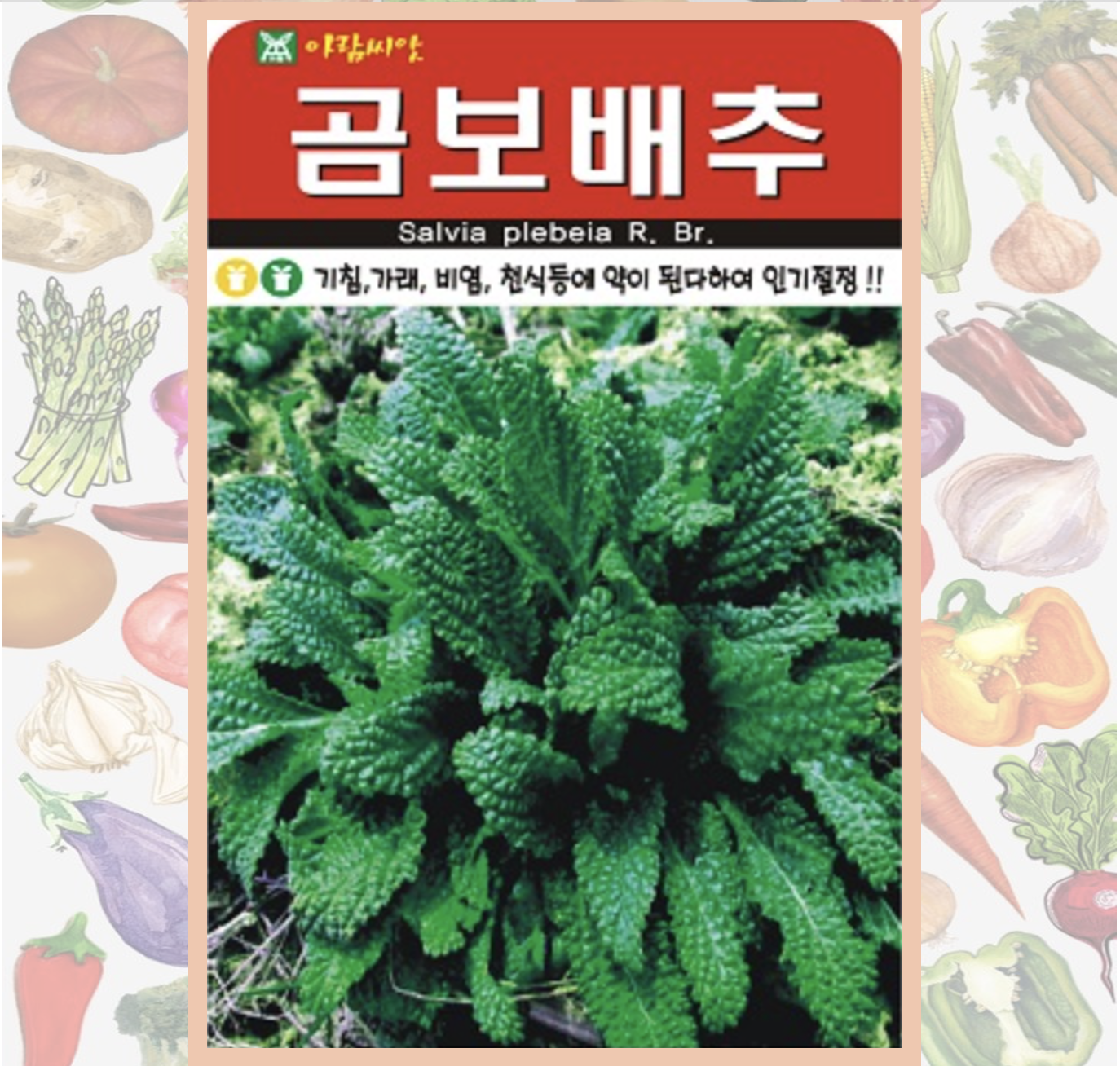 곰보배추 종자 1000립 토종 약초 씨앗 : 농업회사법인 사천원예농업