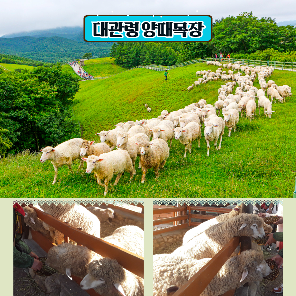 부울경 기차여행-대관령 양떼 목장&월정사 전나무 숲길&추암촛대바위 : 울산출발국내여행