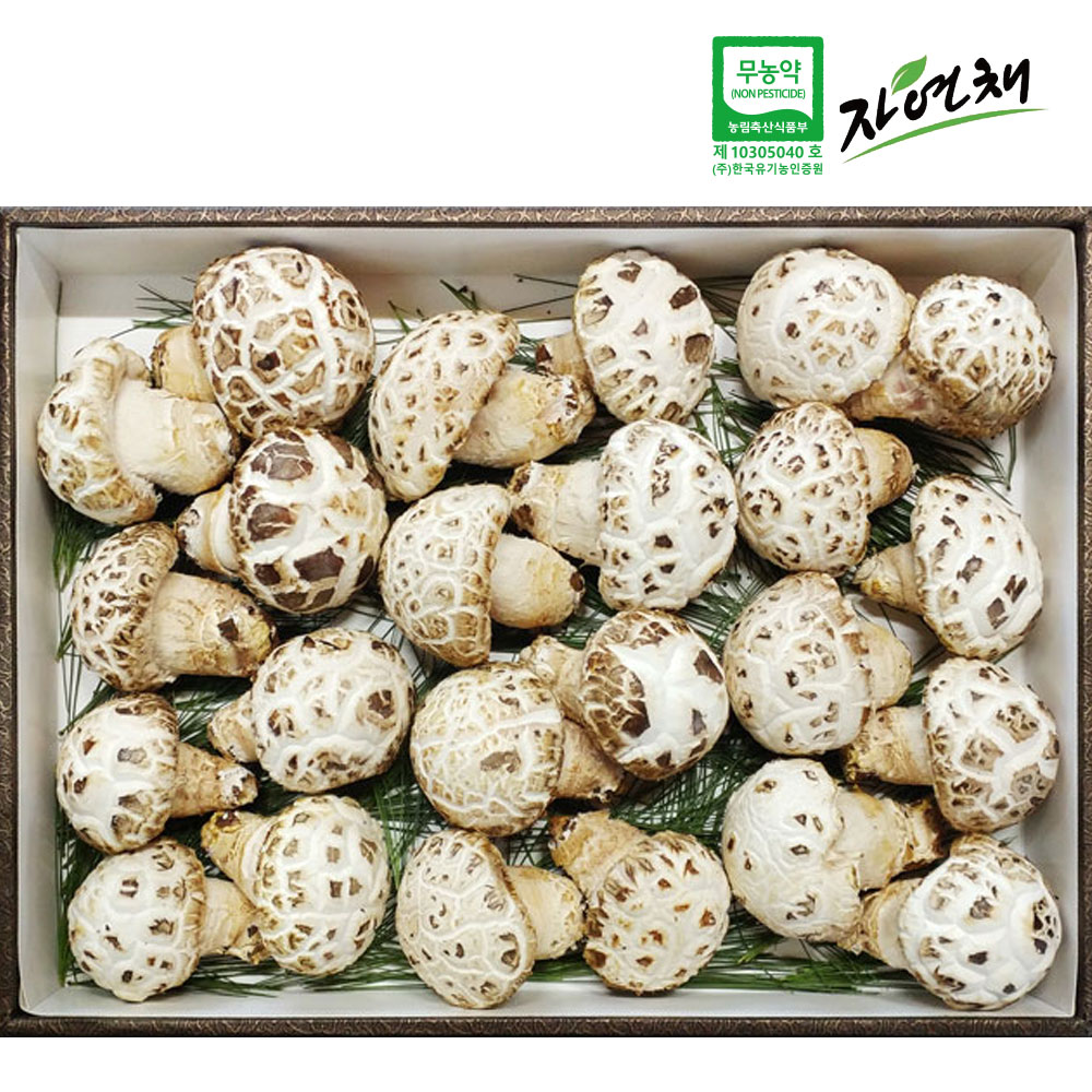 생 송이향 백화고 프리미엄 1kg : 백화