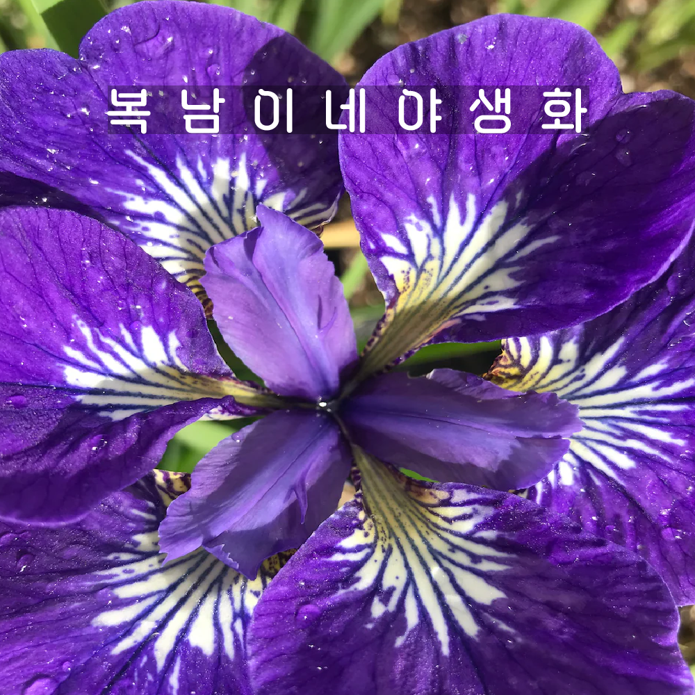 아이리스 시베리안 아이씨스타 [1포트 복남이네야생화 iris siberian] : 복남이네야생화