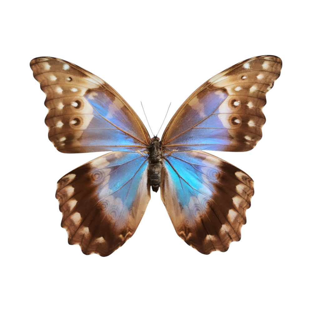 Morpho didius 디디우스몰포나비 모르포나비 나비표본 : 나비야 나비야