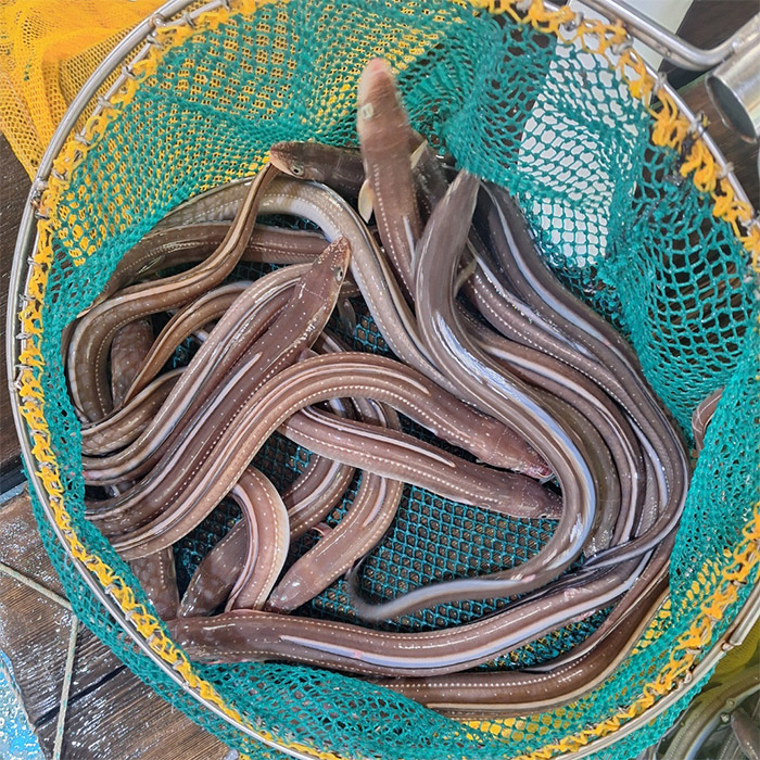 바다장어 1kg 통영 산지직송 자연산 붕장어 장어구이 아나고 손질후 750g내외 : 마켓타운