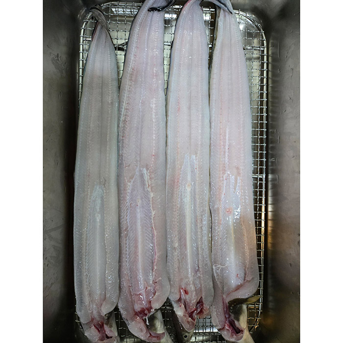 바다장어 1kg 통영 산지직송 자연산 붕장어 장어구이 아나고 손질후 750g내외 : 마켓타운
