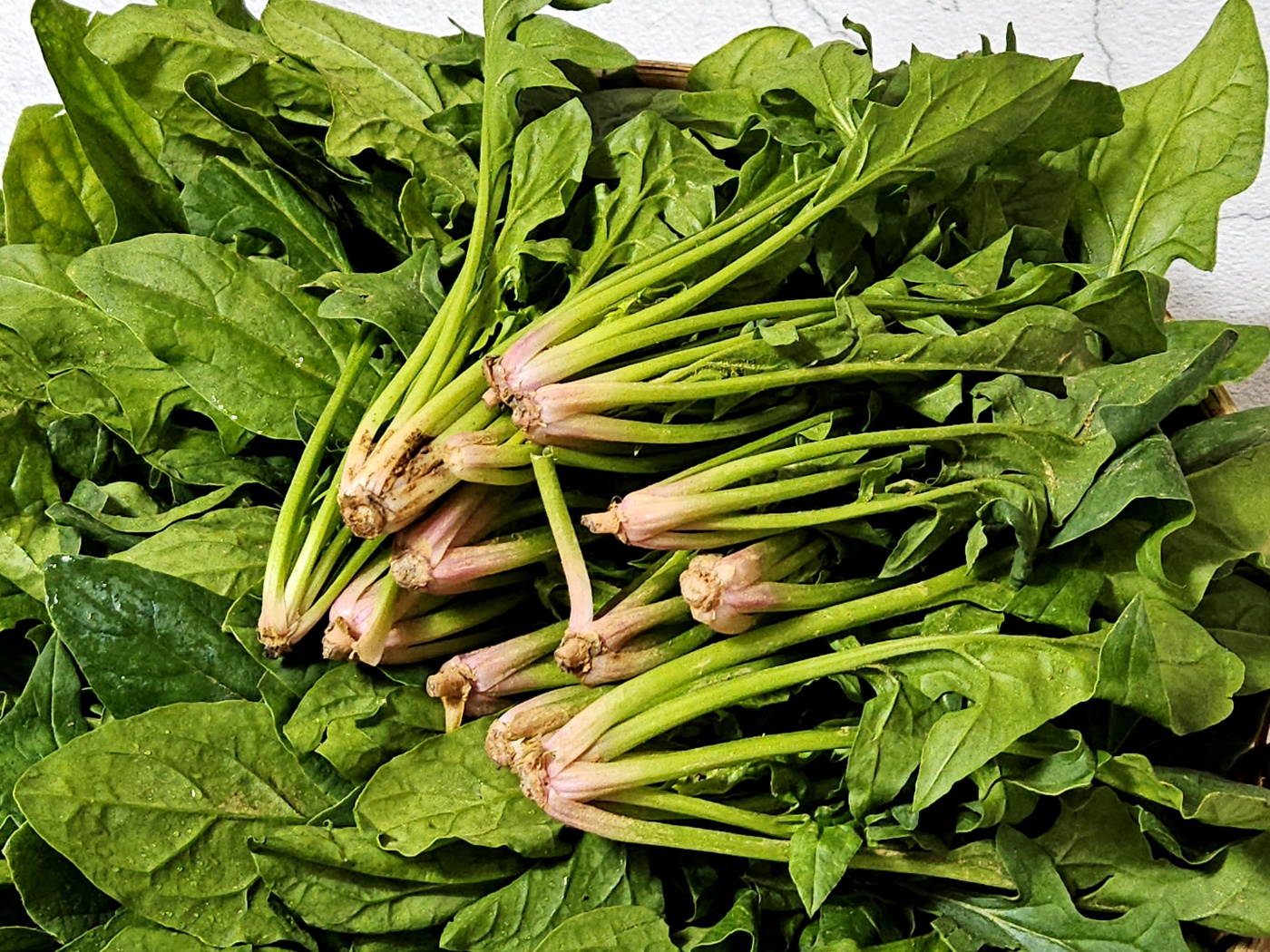 남해 시금치 보물초 노지 프리미엄 500g 1kg 1.5kg 2kg : 자연담은푸르내