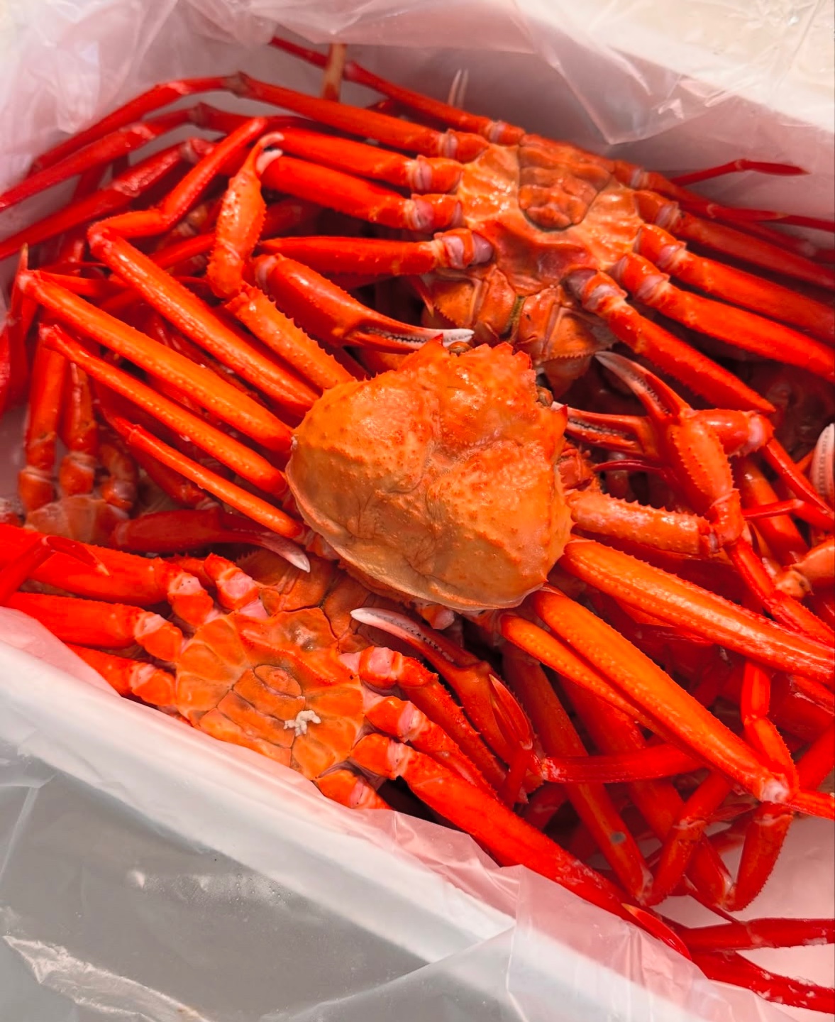 박달 홍게 중사이즈  4.5kg (12-16마리 내외) : 제트수산