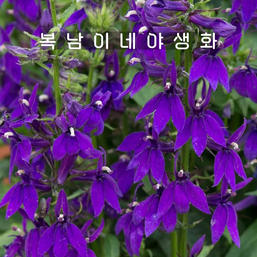 청화숫잔대 블루 [4포트 복남이네야생화 모종 로벨리아 lobelria] : 복남이네야생화