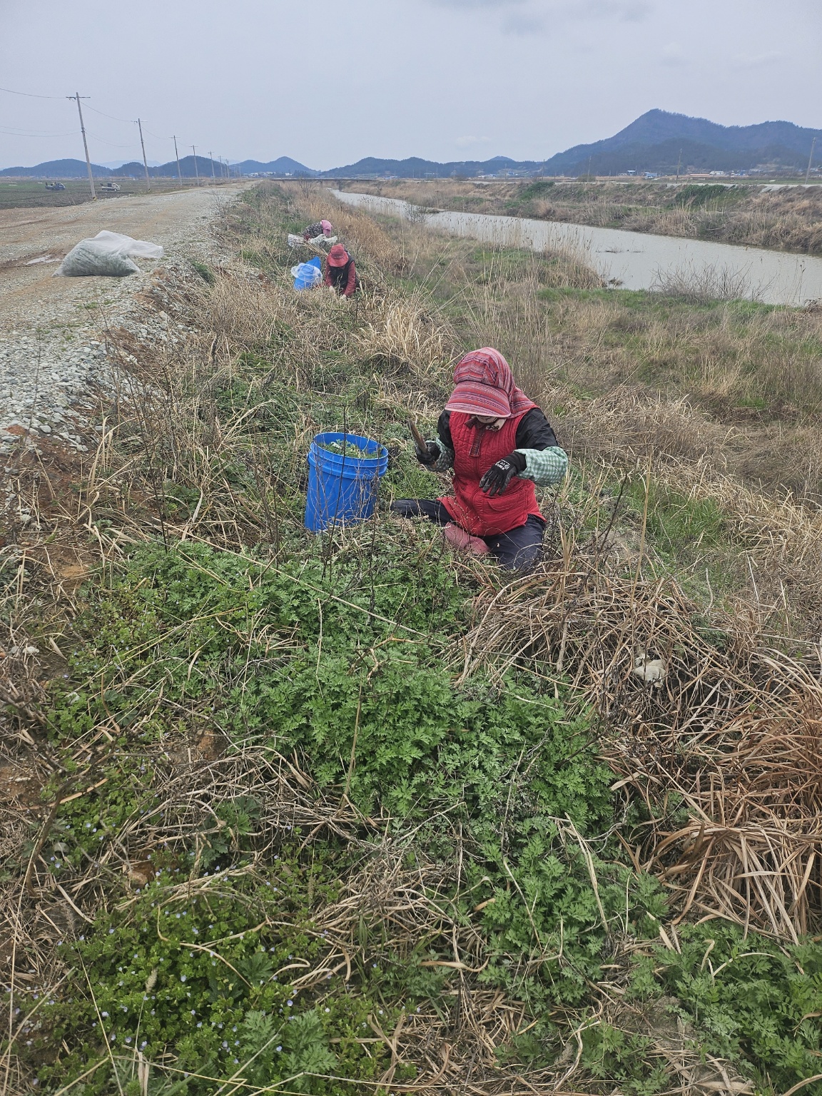 향긋한 국내산 해남 자연산 노지 참 생 쑥 500g-1kg : 라이프 by 힐링스타일