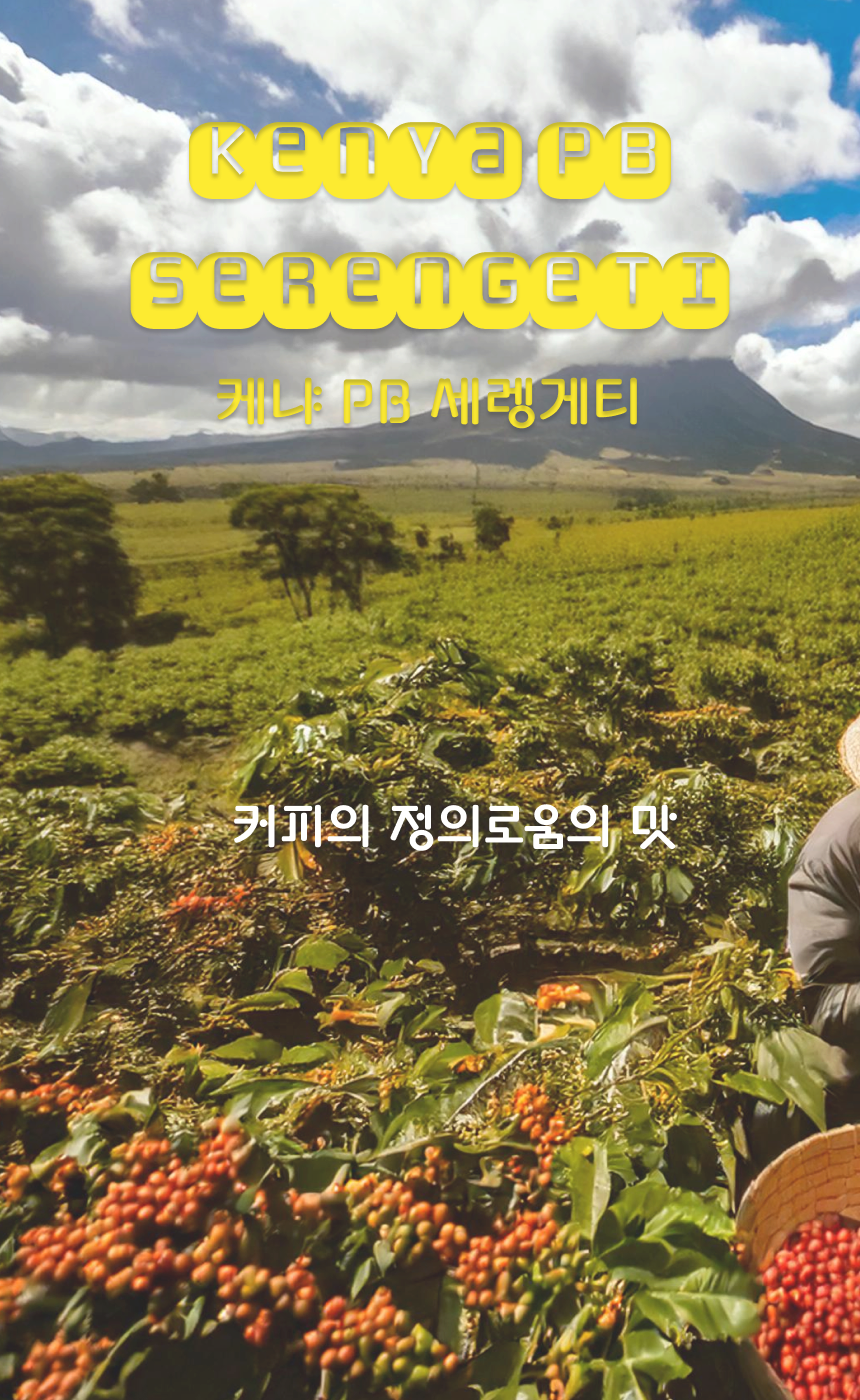 케냐 피베리 세렝게티 원두 500g : 그린힐커피