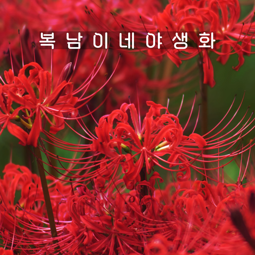 꽃무릇 구근 [12구 복남이네야생화 구근식물 석산 붉은 상사화 리코리스 lycoris] : 복남이네야생화