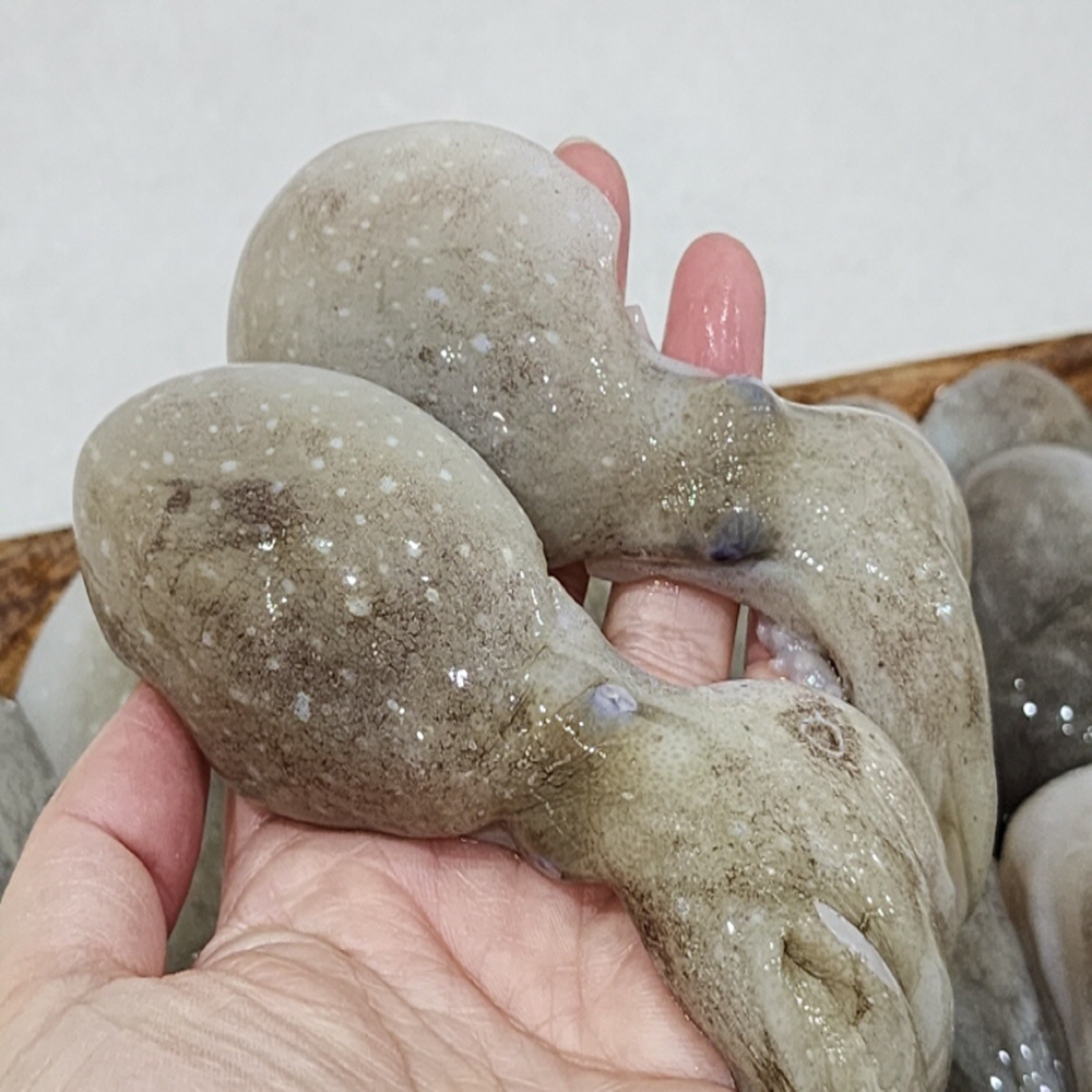 급냉 대왕 선동 활 주꾸미 1kg : 홍게선주 딸래미네