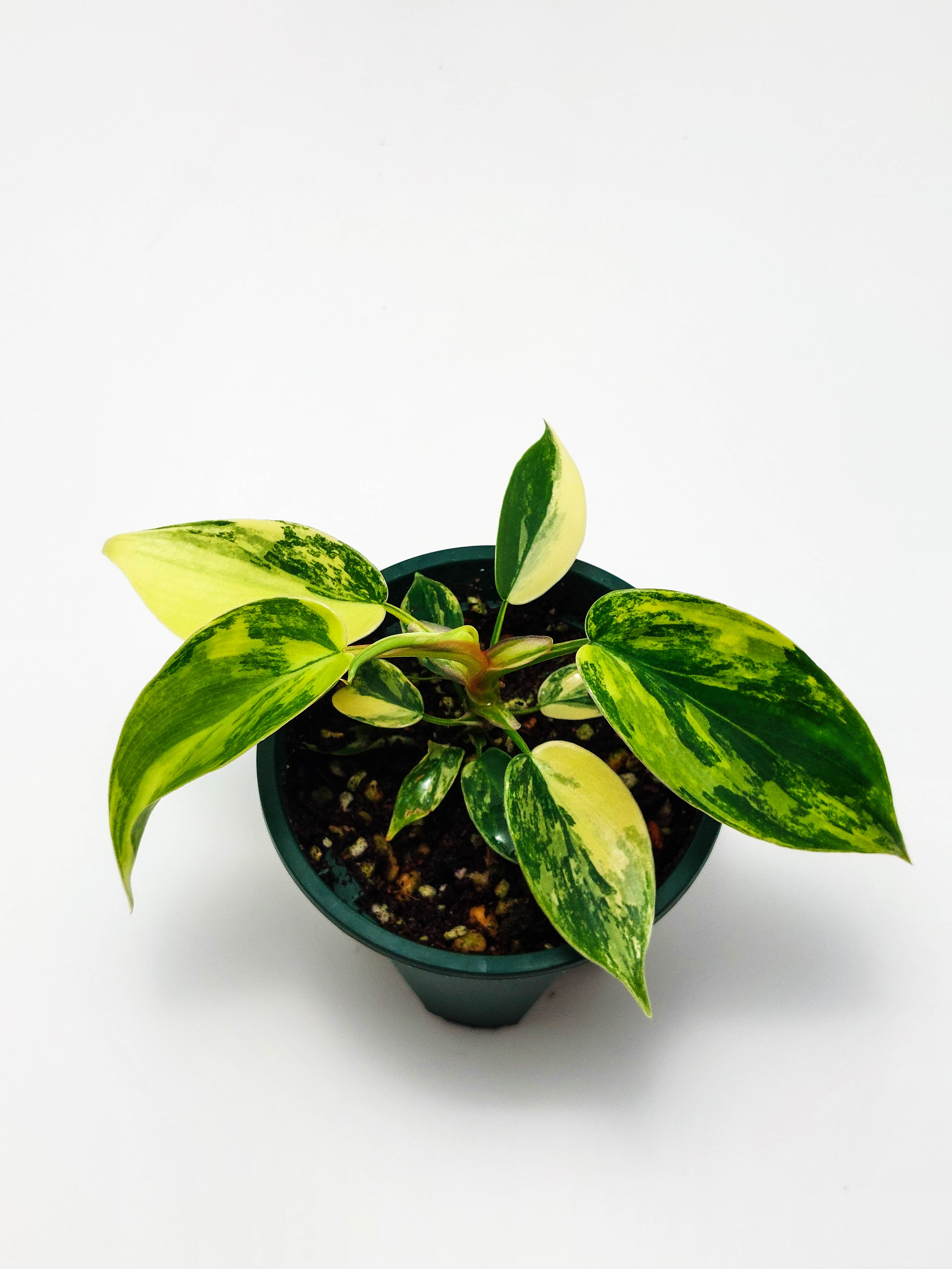 Philodendron florida beauty variegated 필로덴드론 플로리다 뷰티 바리에가타 : 더잘크네
