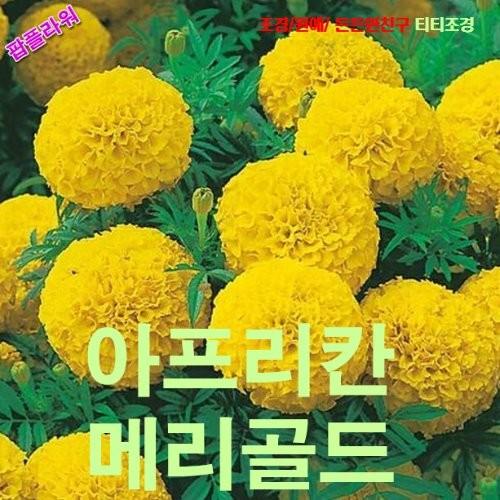 아프리칸메리골드 Lemon Yellow 10립 씨앗 꽃씨 모종 구근 희귀꽃 심는꽃 야생화 봄 여름 가을 겨울 : WOMART