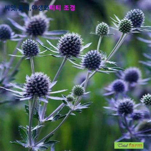에린지움 25립 씨앗 꽃씨 모종 구근 희귀꽃 심는꽃 야생화 봄 여름 가을 겨울 : WOMART
