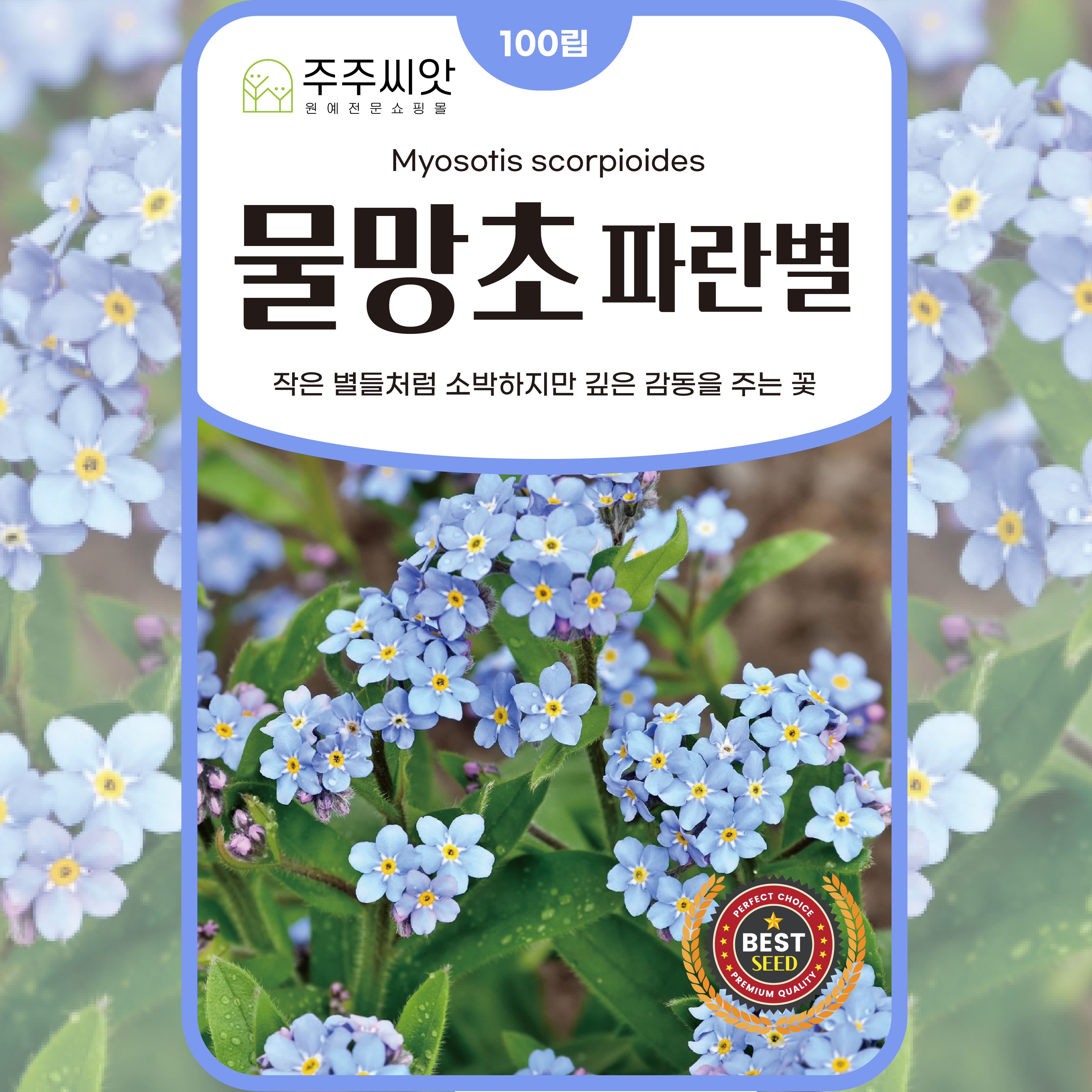 물망초씨앗 블루 100립 / 다년생 꽃씨 몰 왜지치 꽃마리 종자 파란 물망초씨 : 주주씨앗