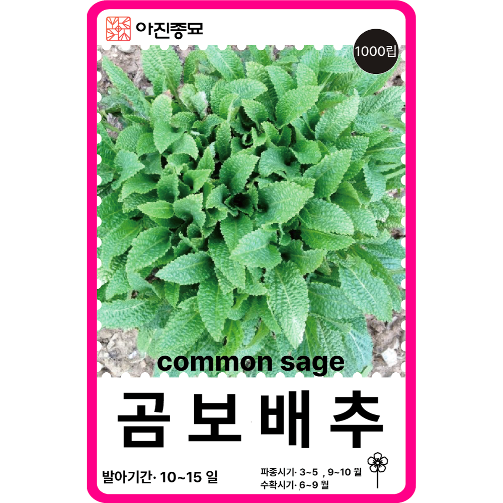 곰보배추씨앗 1000립 / 배암차즈기 곰보배추종자 봄 가을 파종 작물 채소씨 : 아진종묘 꽃씨몰