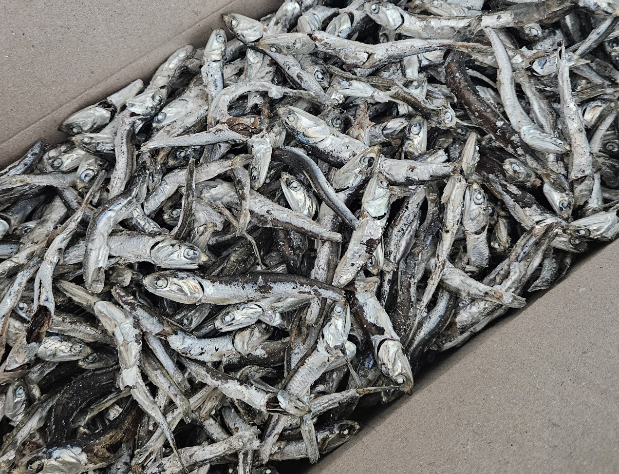 국산  남해안  다시멸치 1.5kg : 기장멸치 소문난젓갈건어물