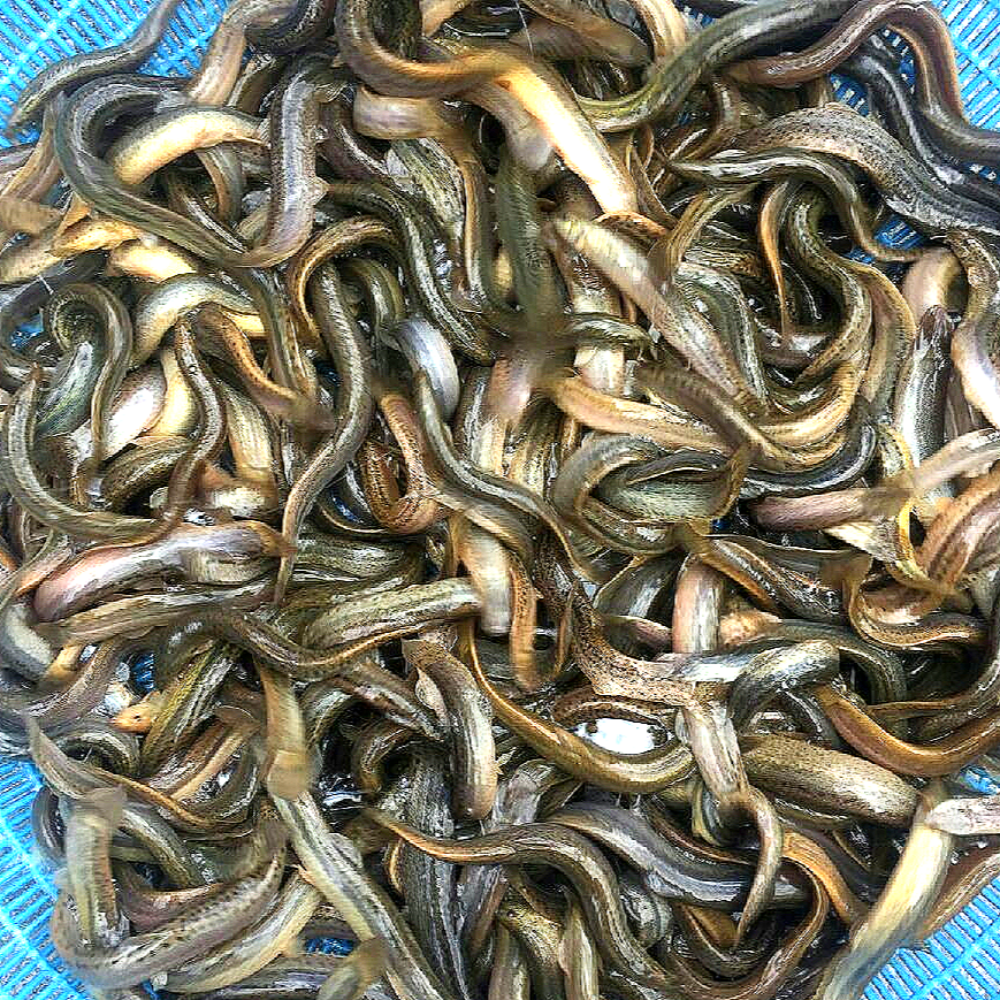 다온다 울끈불끈 양식 미꾸라지 2kg / 신선도 최상 추어탕 보양식 : 다온다수산