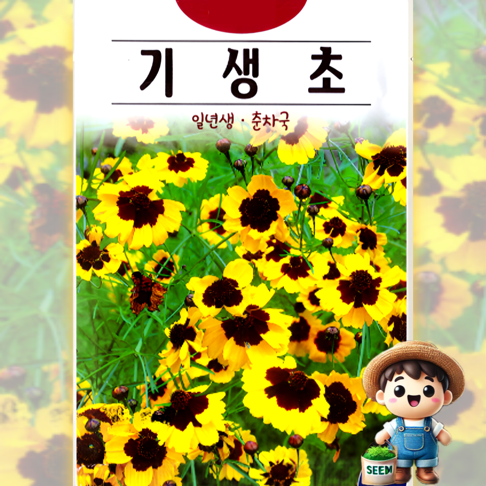 기생초 1000립 춘차국 일년생 꽃씨 씨앗 종자 : 남흥원예사