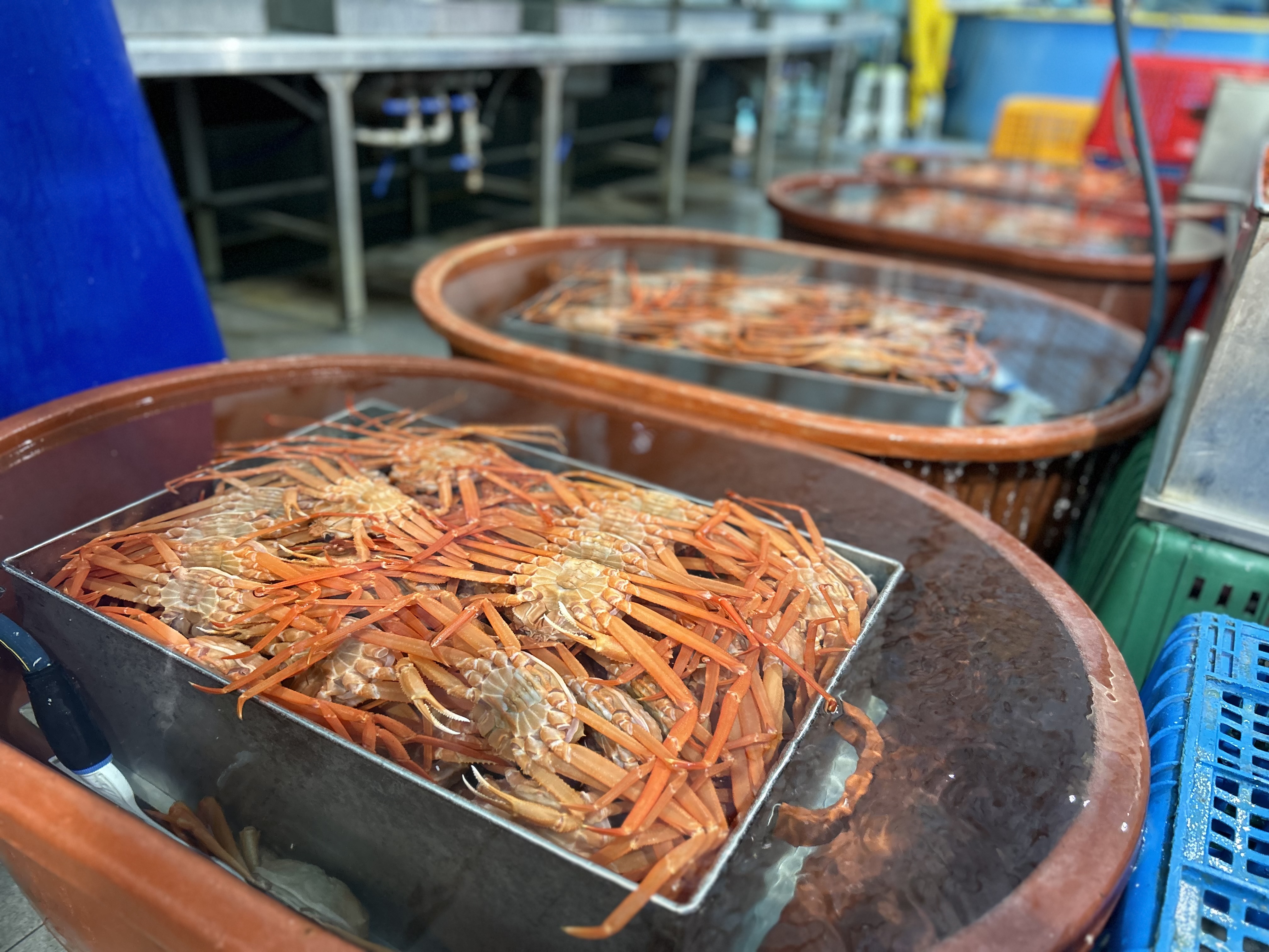 [선주직판] 구룡포 수율 90% 프리미엄 연지홍게 수율보장 자숙찜 제철 홍게 대게 : 큰손농수산
