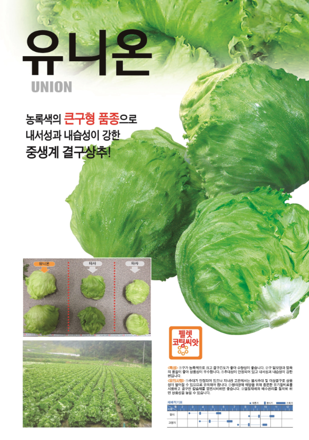씨앗매점 중생계 결구상추 유니온씨앗 500립 : 씨앗매점