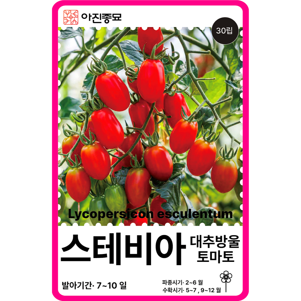 스테비아 대추방울토마토씨앗 30립 / 미니방울 채소씨앗 과일 종자 키우기 희귀 : 아진종묘 꽃씨몰