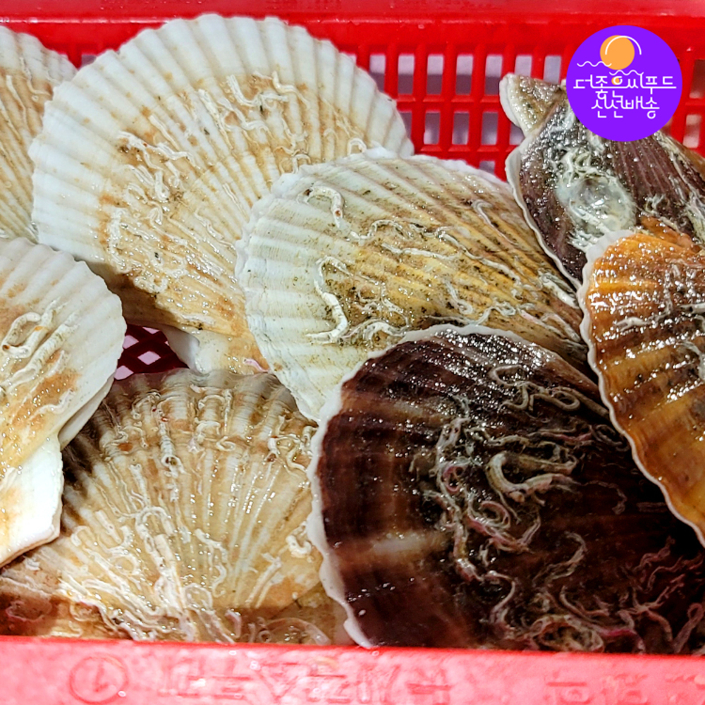 살아있는 생물 참가리비 1kg 조개구이 자연산 캠핑 조개 : 더좋은씨푸드
