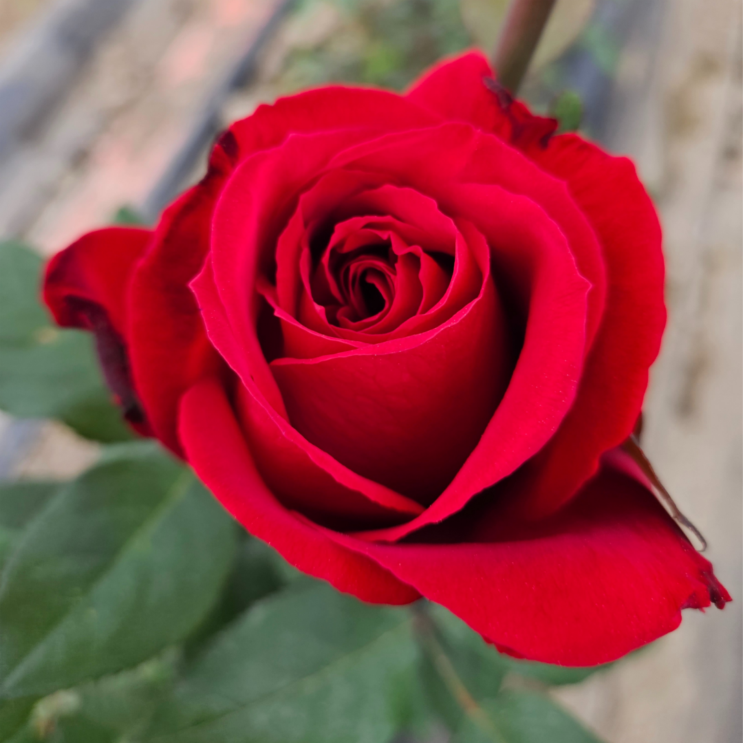 (화분묘) 루즈 메이앙 (Rouge Meilland) 프랑스 사계 정원 장미 (슈퍼 로즈) : 여왕장미 퀸즈로즈
