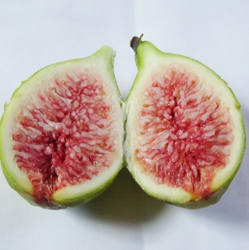 바나네 무화과나무 묘목 결실주 : 충청농원