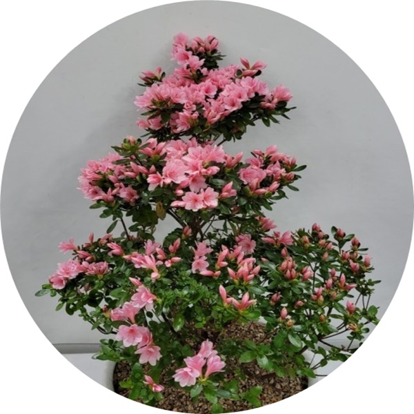 철쭉화분 azalea h50cm 분화용 아잘레아 방울기리시마 봄철화단 : 빈의 정원
